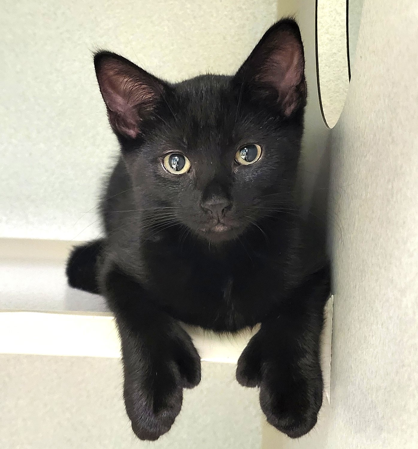 Adorable kitten hopes to be part of package deal with his brother