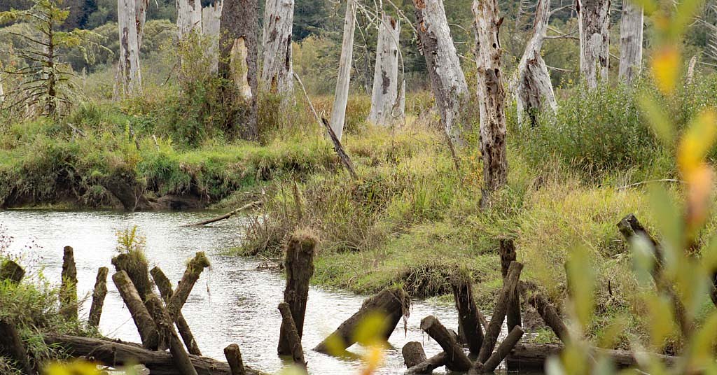 What is ‘blue carbon’ and why is it so valuable?