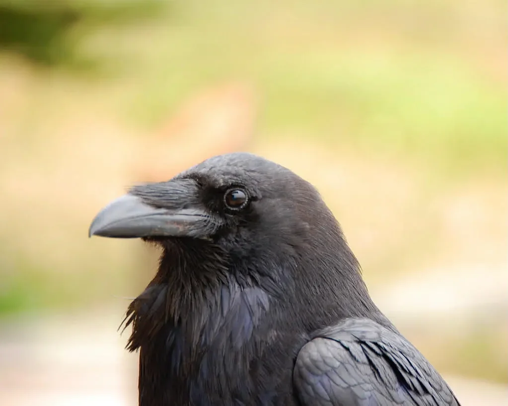 Opinion: An epiphany with a raven gives me hope