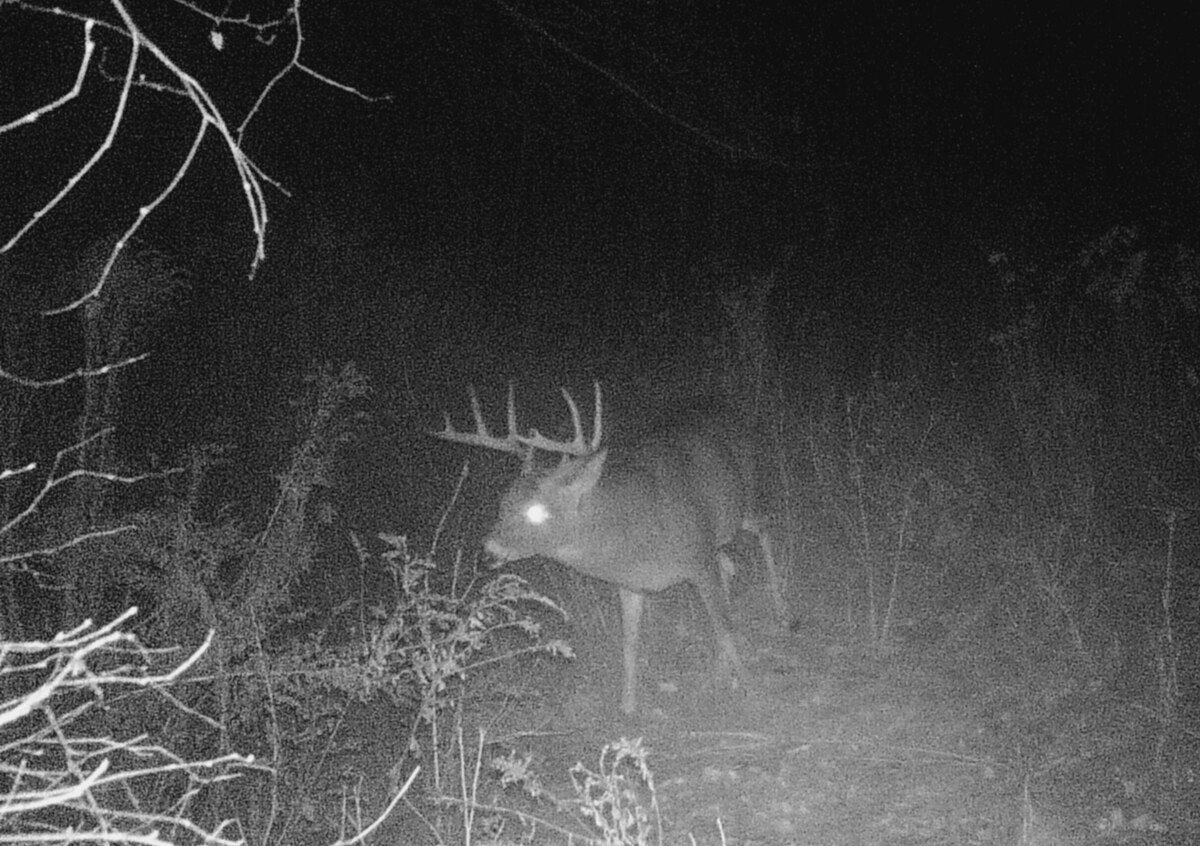 Big buck puts hunter’s ethics to the ultimate test