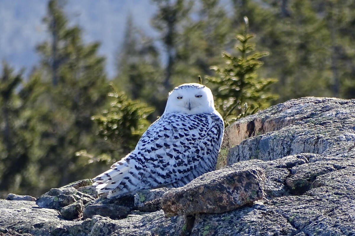 3 rules every snowy owl watcher must follow 