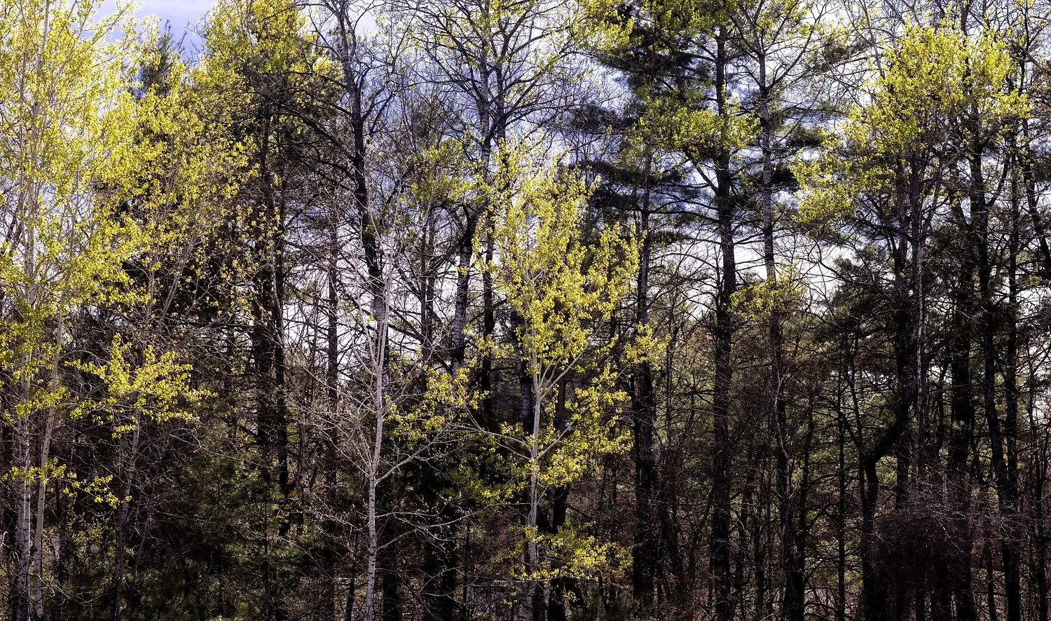 Opinion: The feeling of belonging in NH