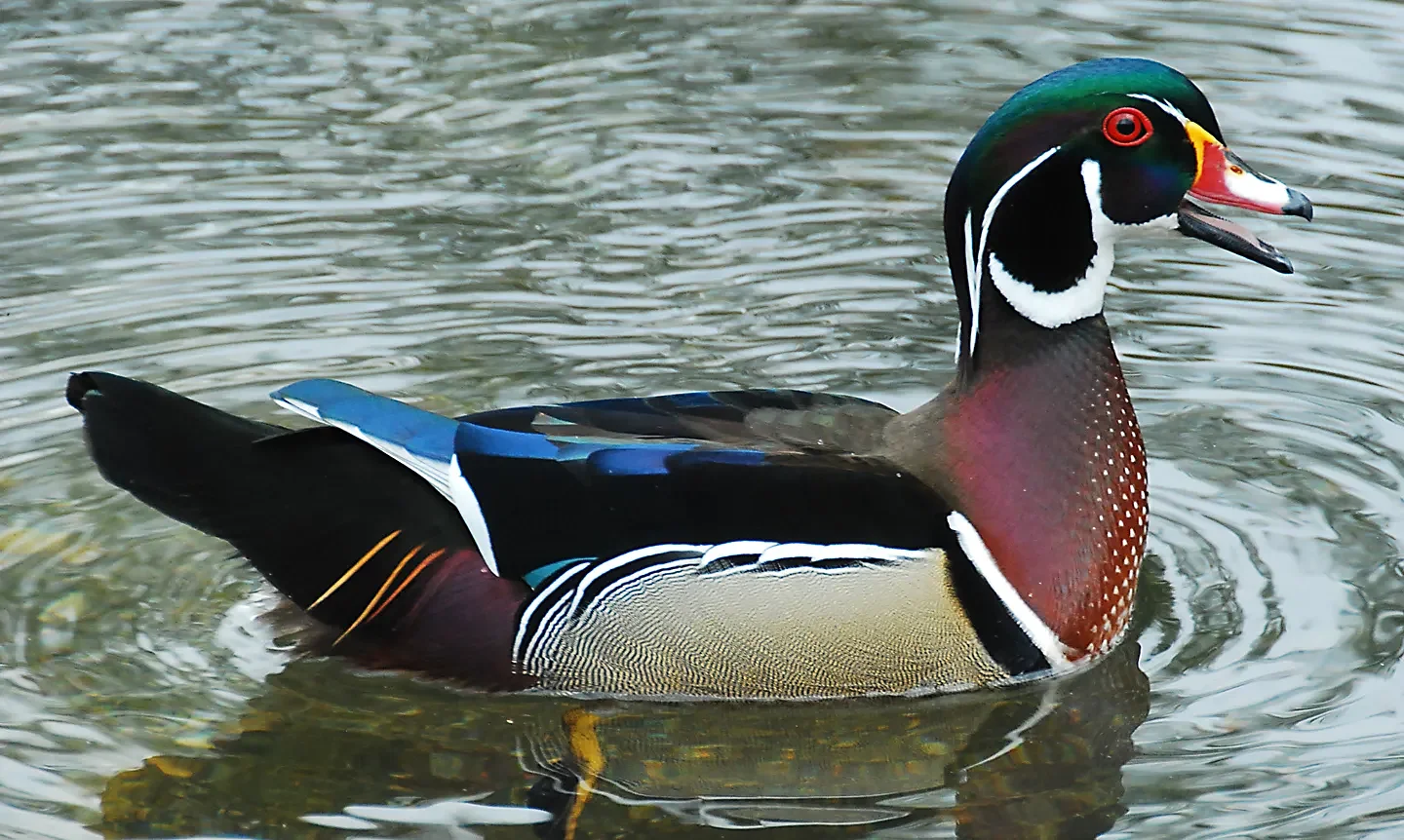 Speaking of Nature: Taking the plunge: Observing the ‘bouncy’ reality of wood duck nesting habits