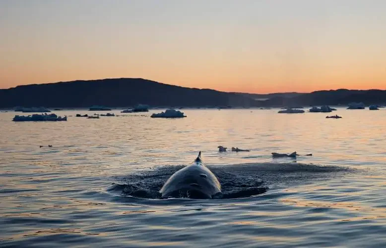 The whales were listening
