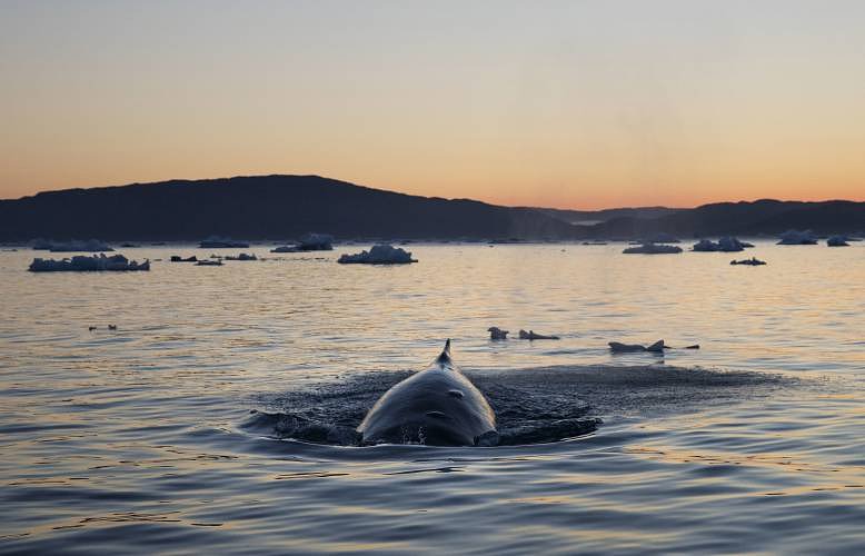 The whales were listening