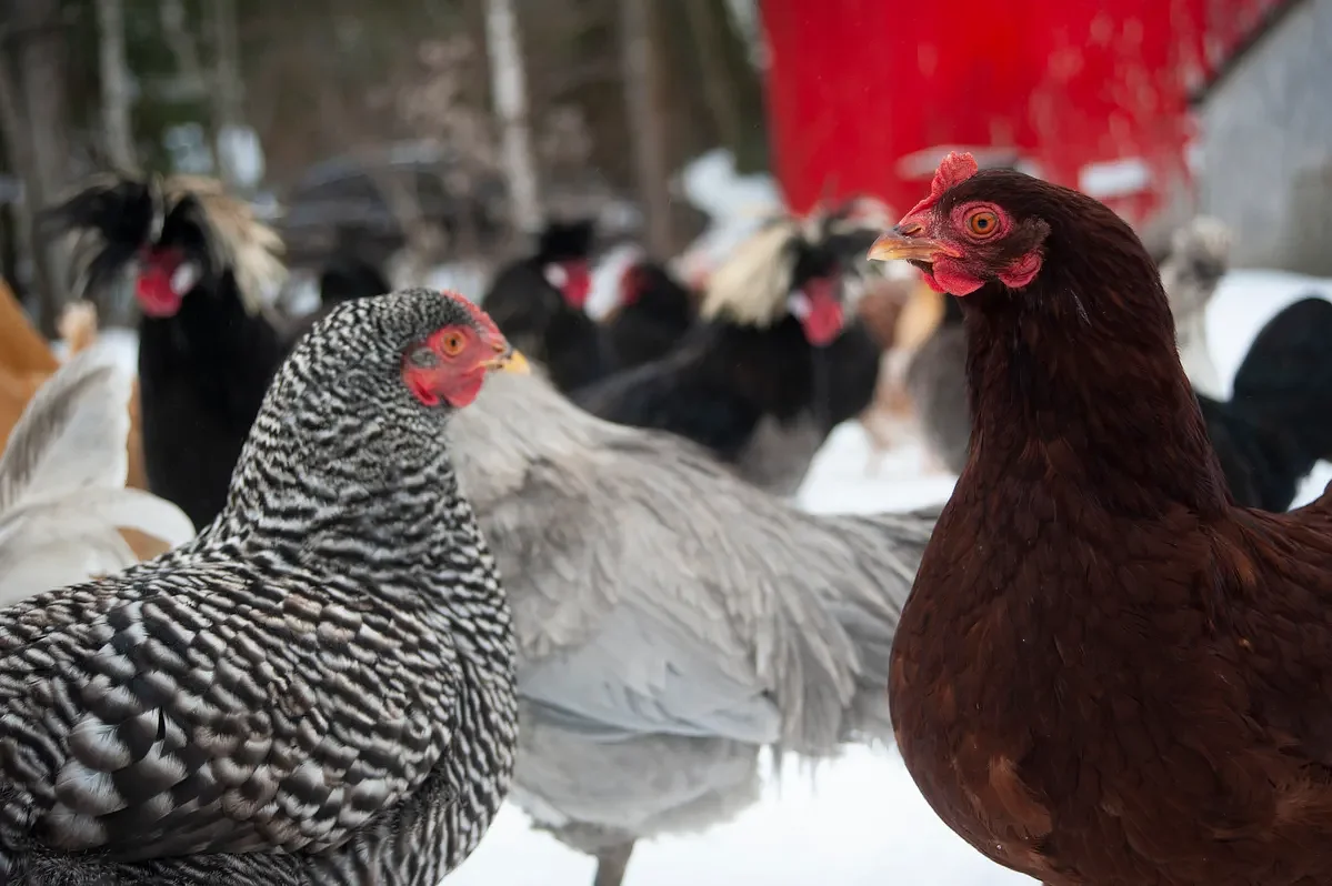 Penobscot County’s 1st case of bird flu confirmed