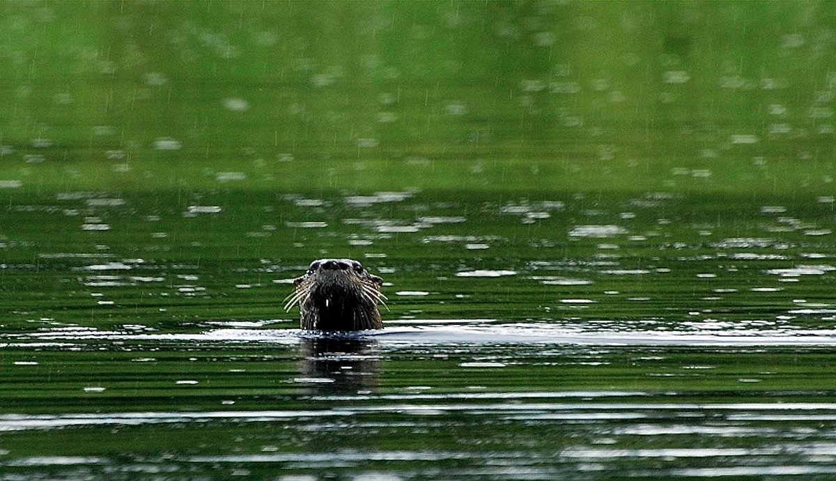 The wildlife that surprised me while fishing in Maine
