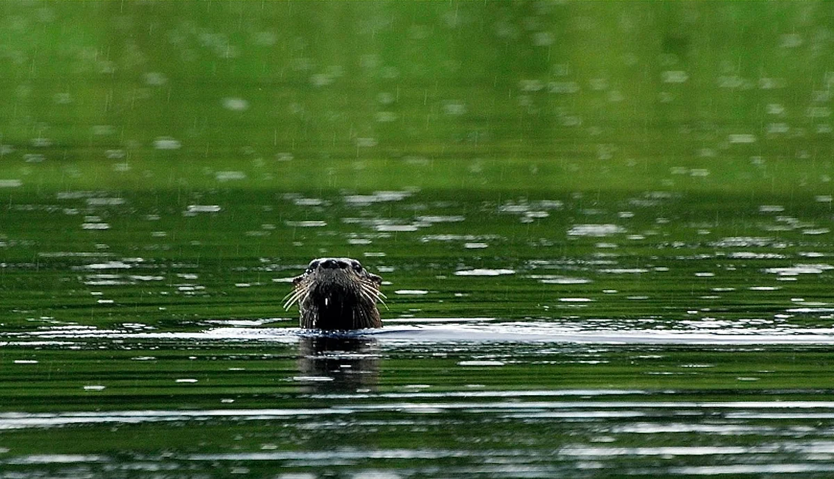 The wildlife that surprised me while fishing in Maine
