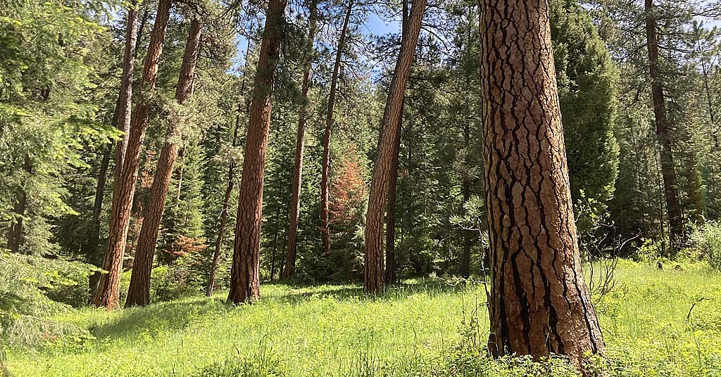 A new forest project, including logging, is coming to Hells Canyon