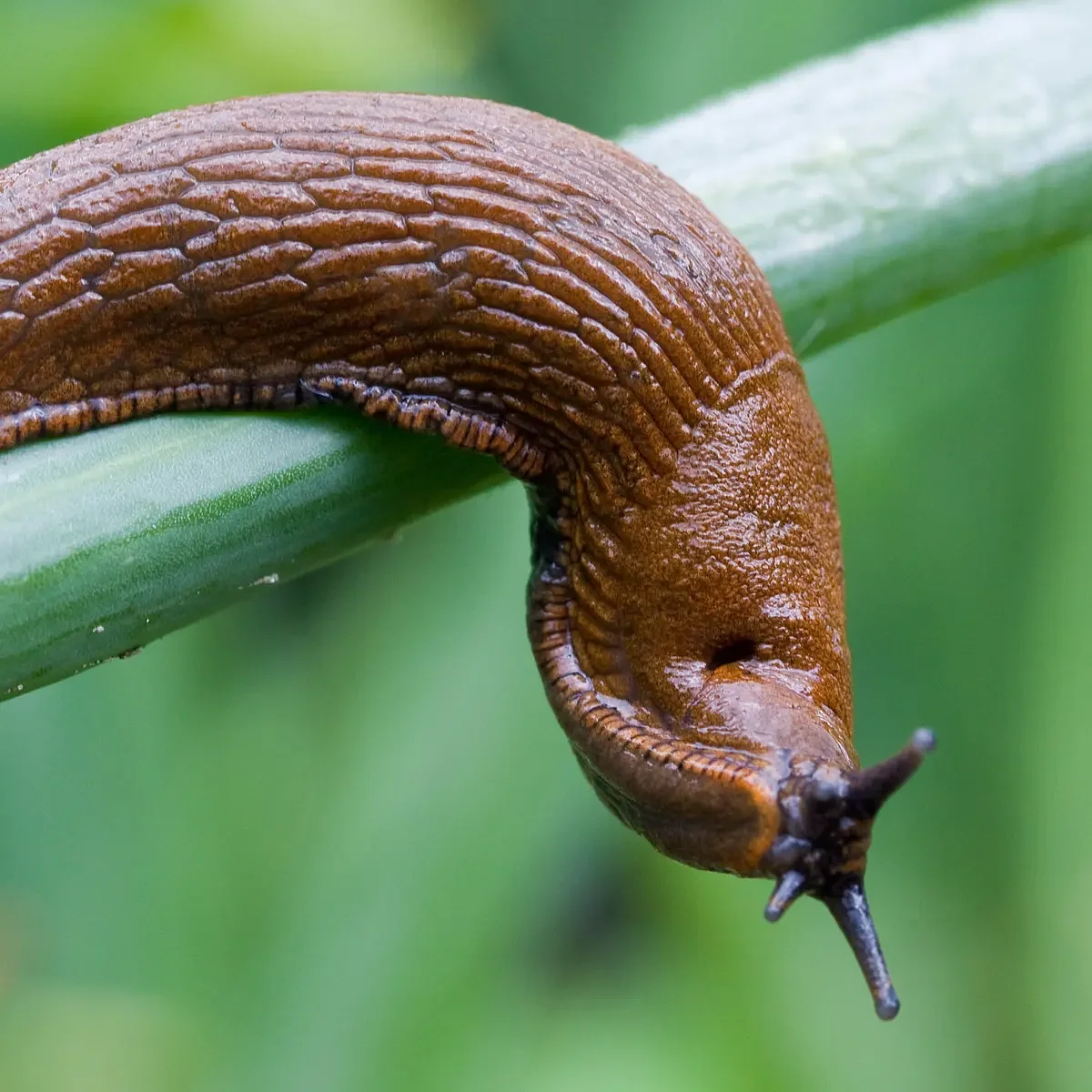 Animal of the Day: The Slimy Slug.