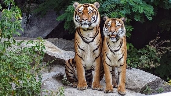 Tigers for Tomorrow: A Walk on the Wild Side of Alabama