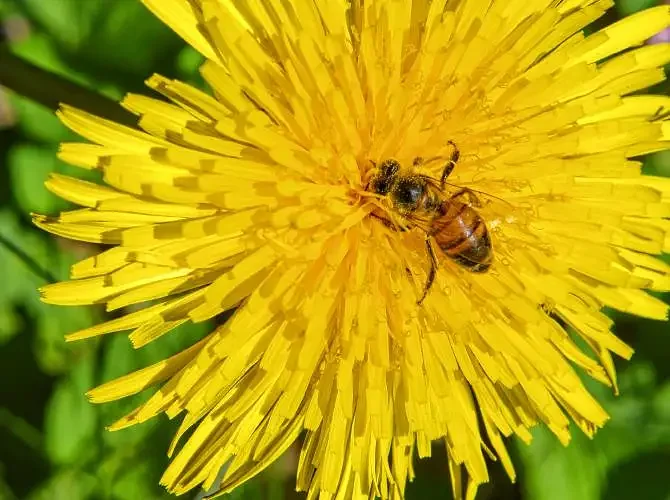 May 19 event to share work of Greenfield's Open Space Task Force