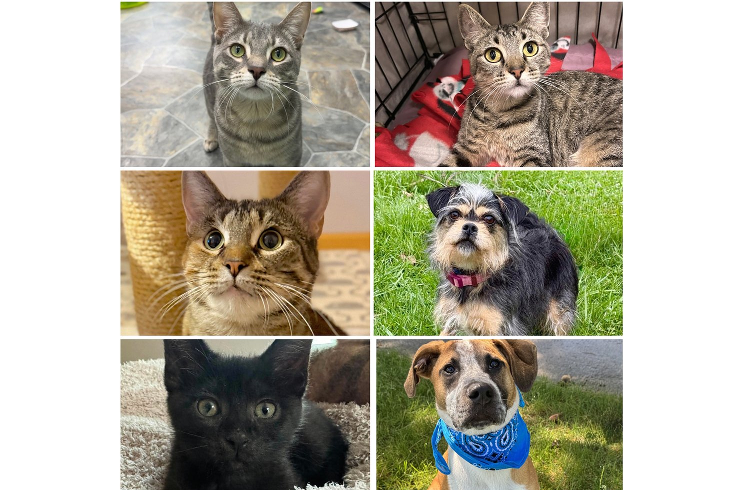 Will County Pets of the Week: June 8, 2026