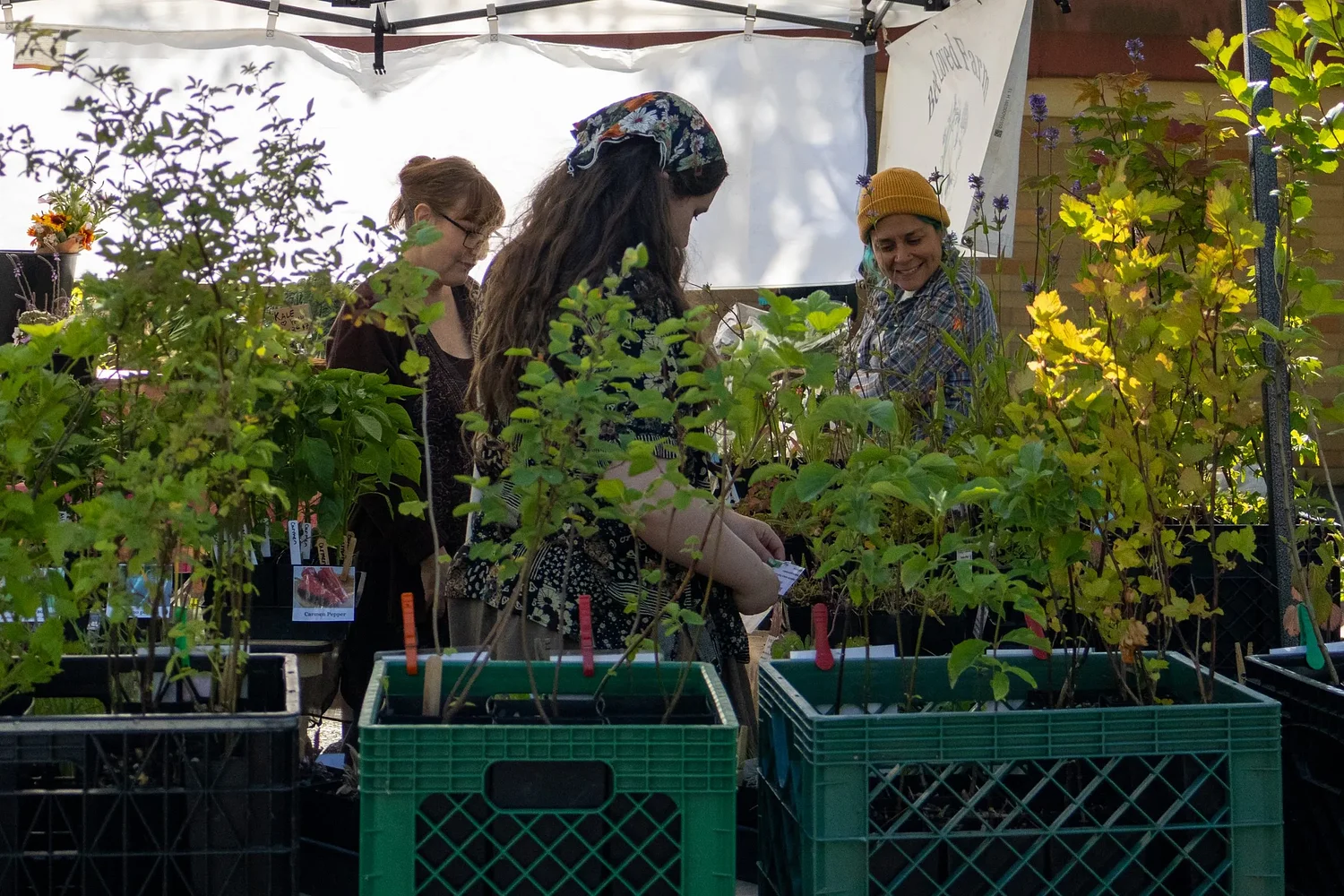 Fresh starts: New farmers market opens in Springfield