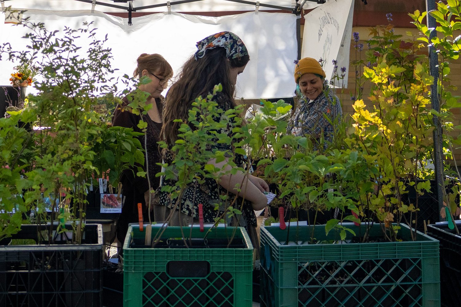 Fresh starts: New farmers market opens in Springfield