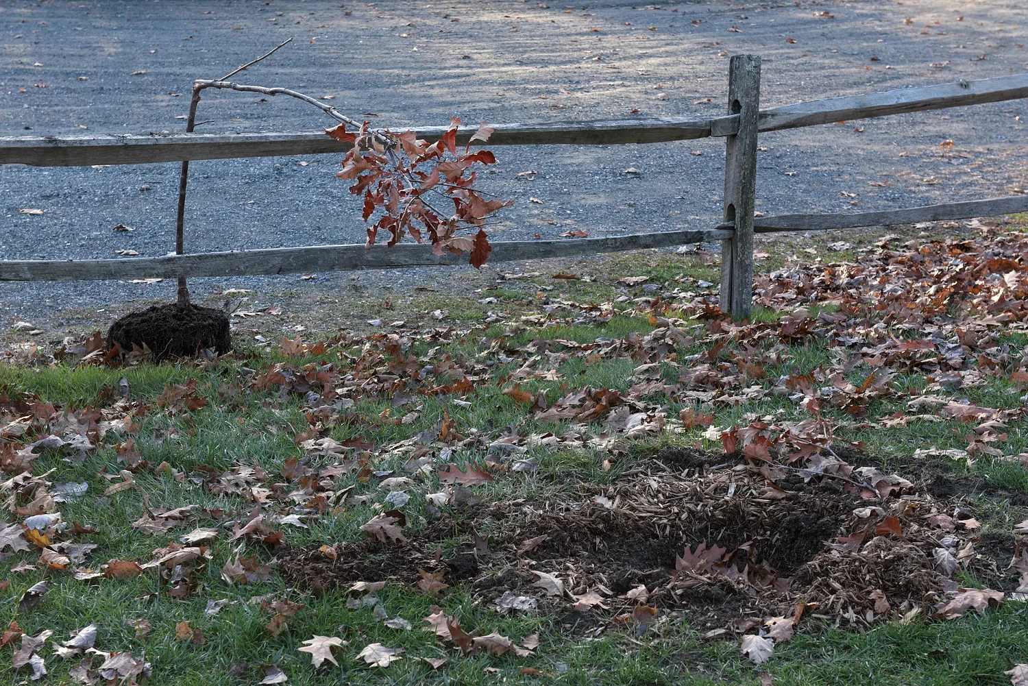 Uprooted: Vandalism hits Lebanon tree planting efforts