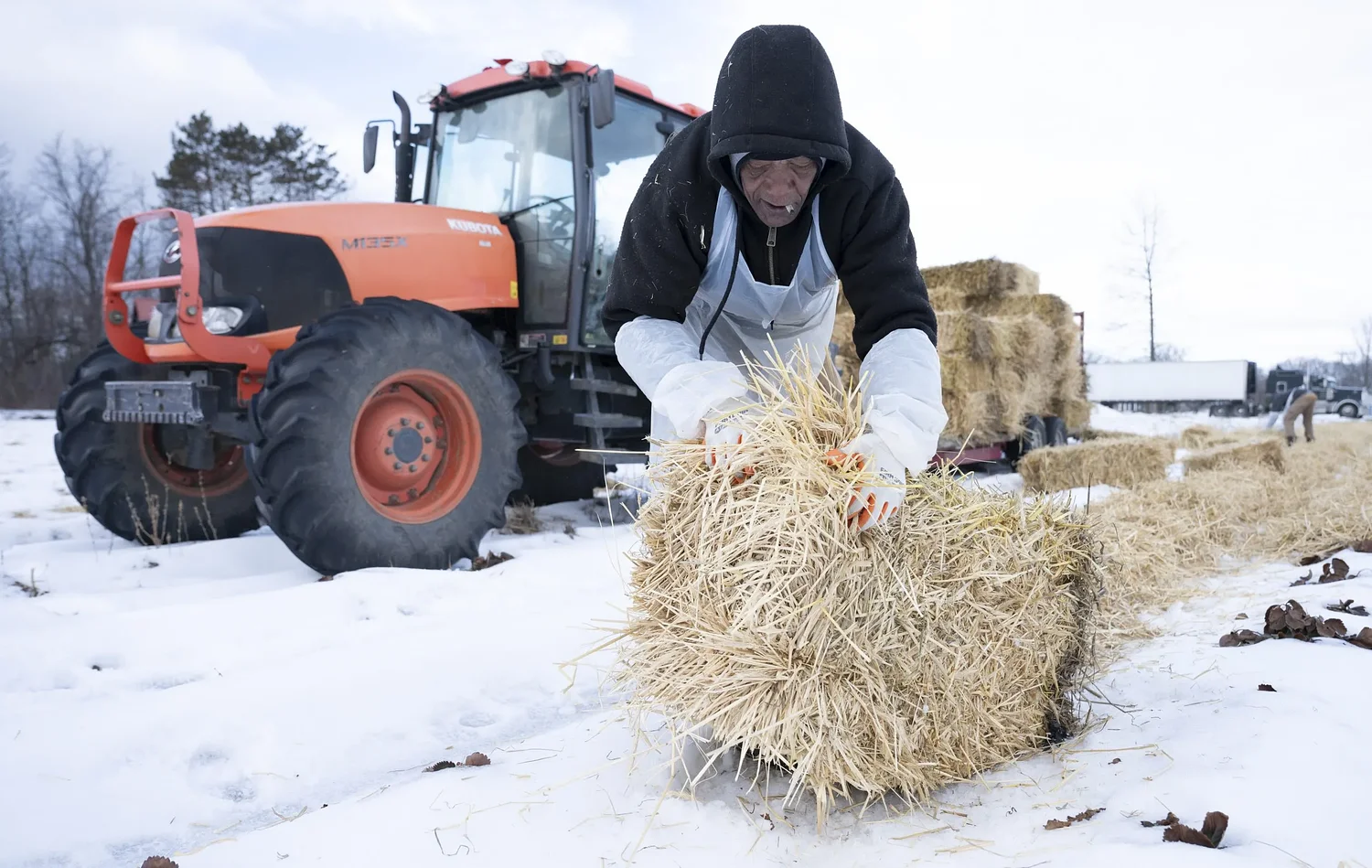 Photos: Strawberry winter prep