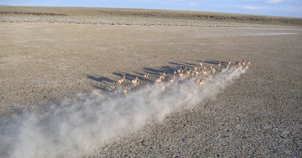 Climate change now impacting wildlife migration