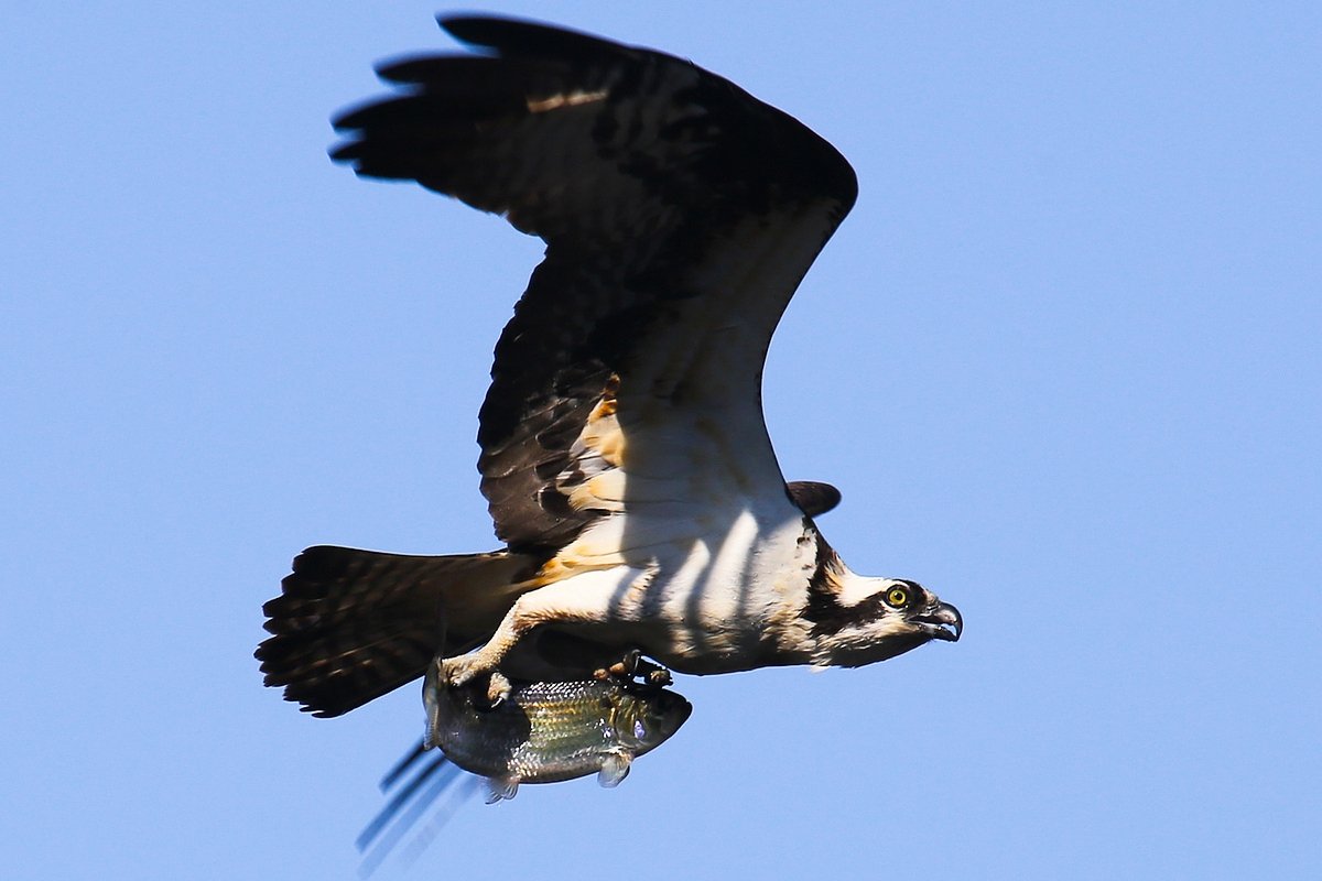 A photographer captured ospreys fishing in Maine