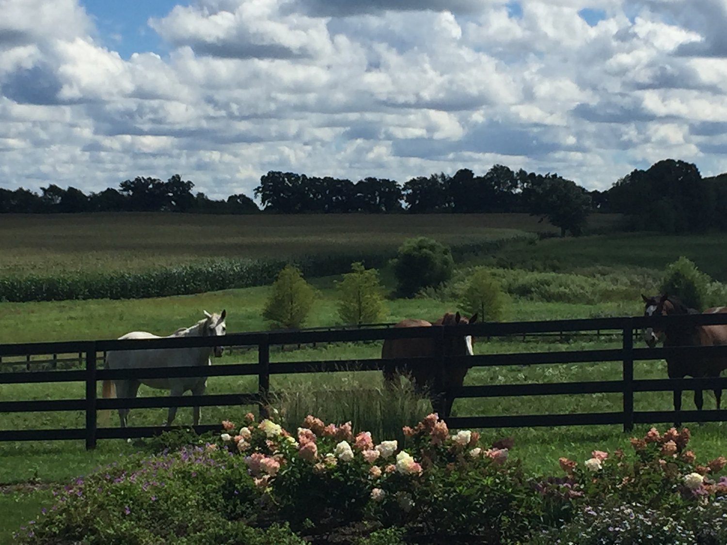 Horses helping humans heal is aim of new Harvard-area equine therapy outfit Beyond the Saddle
