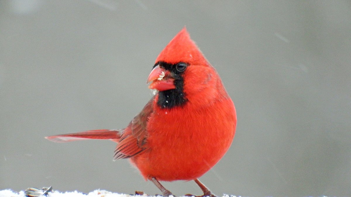 Why birds ignore your feeder until the first snow 