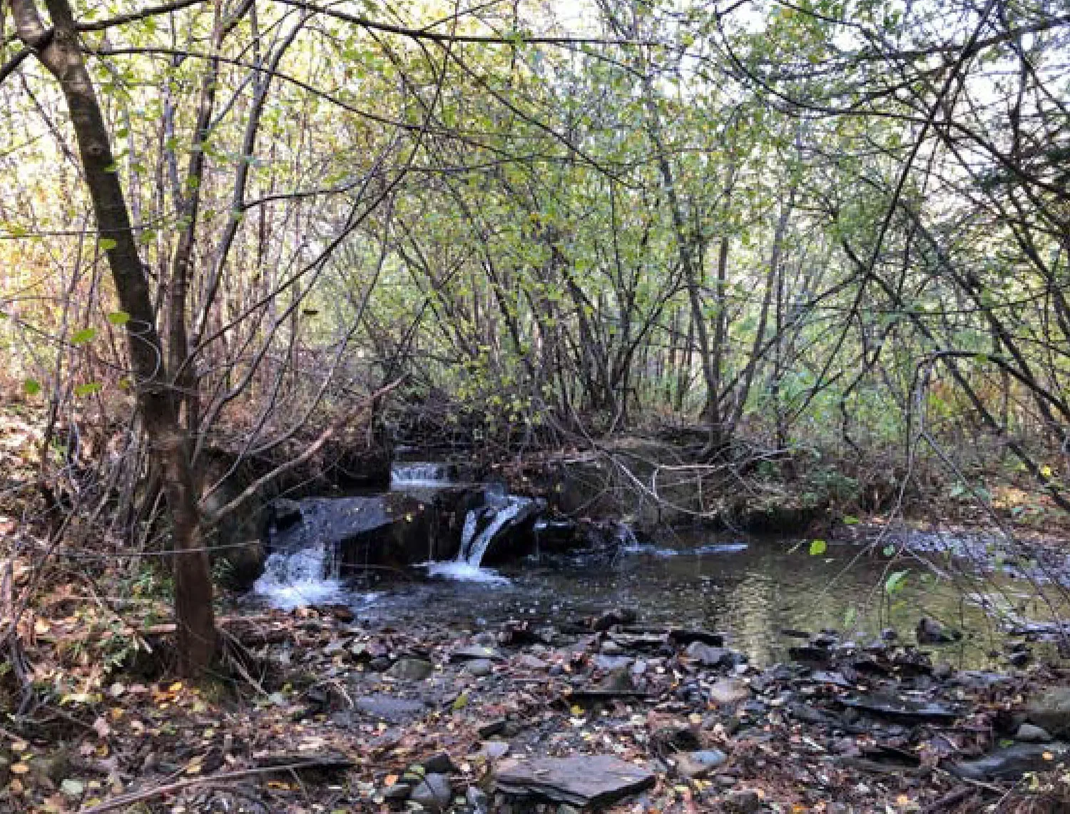Lebanon City Council accepts 23-acre gift for conservation