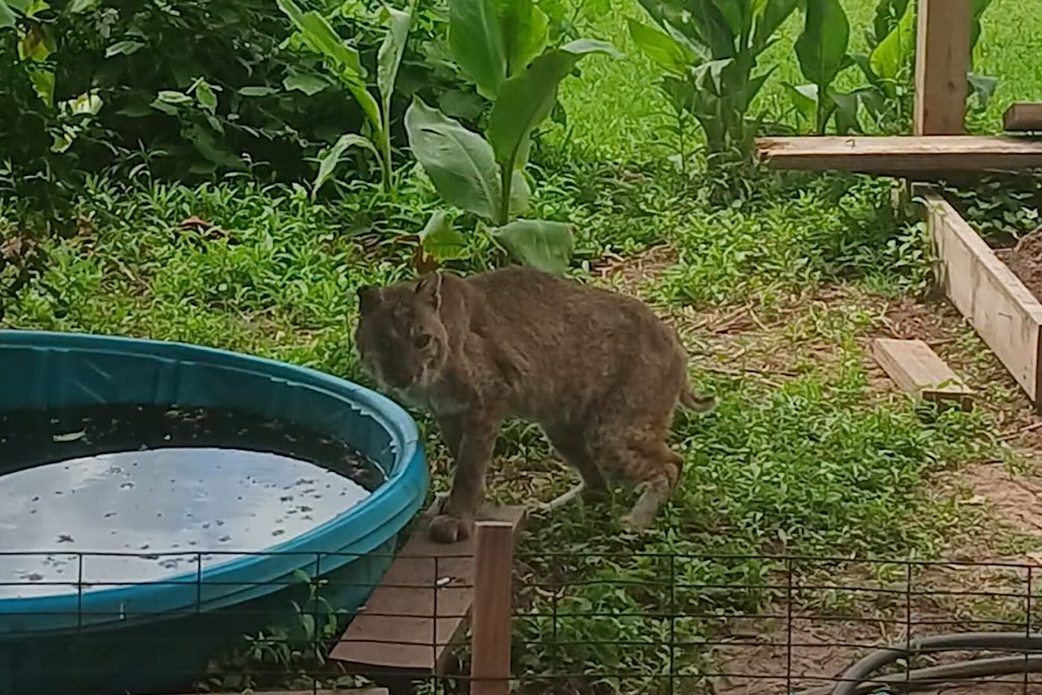 Surprise bobcat sighting startles residents in Houston suburb