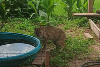 Surprise bobcat sighting startles residents in Houston suburb