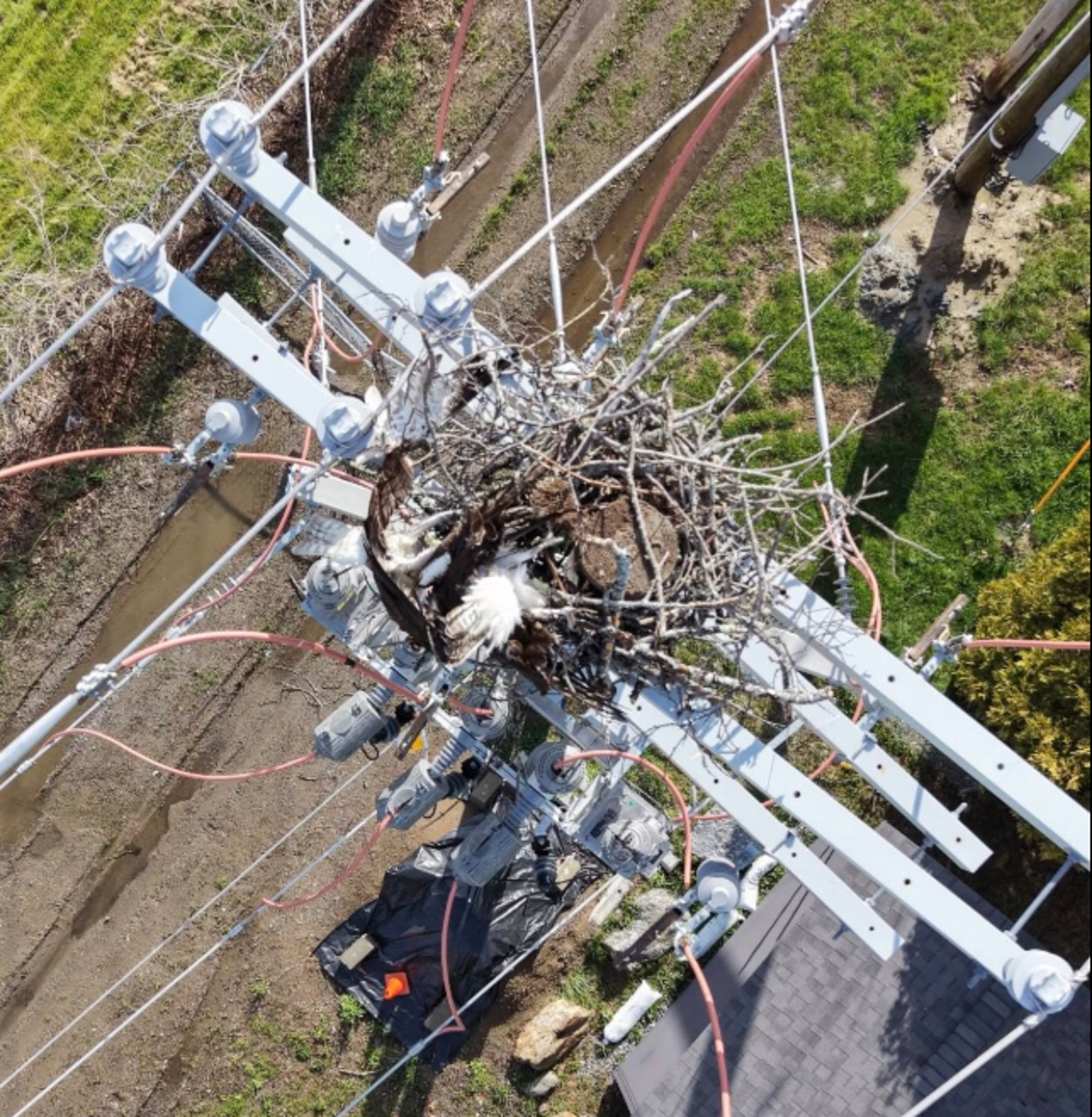 Ospreys electrocuted after CMP moved nesting platform