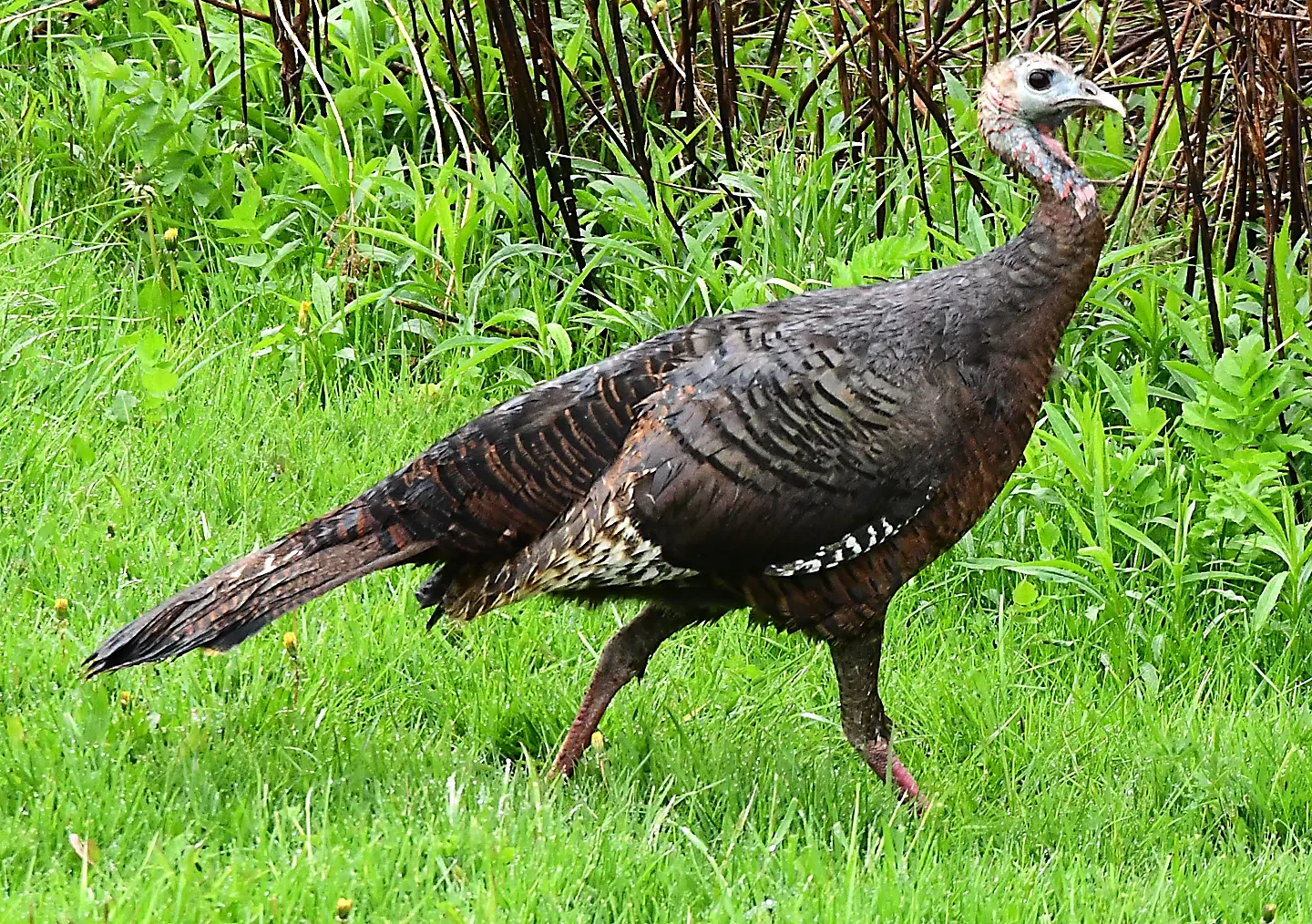 Speaking of Nature: Something to gobble about: Amid a cloudy and rainy day, a female turkey appears