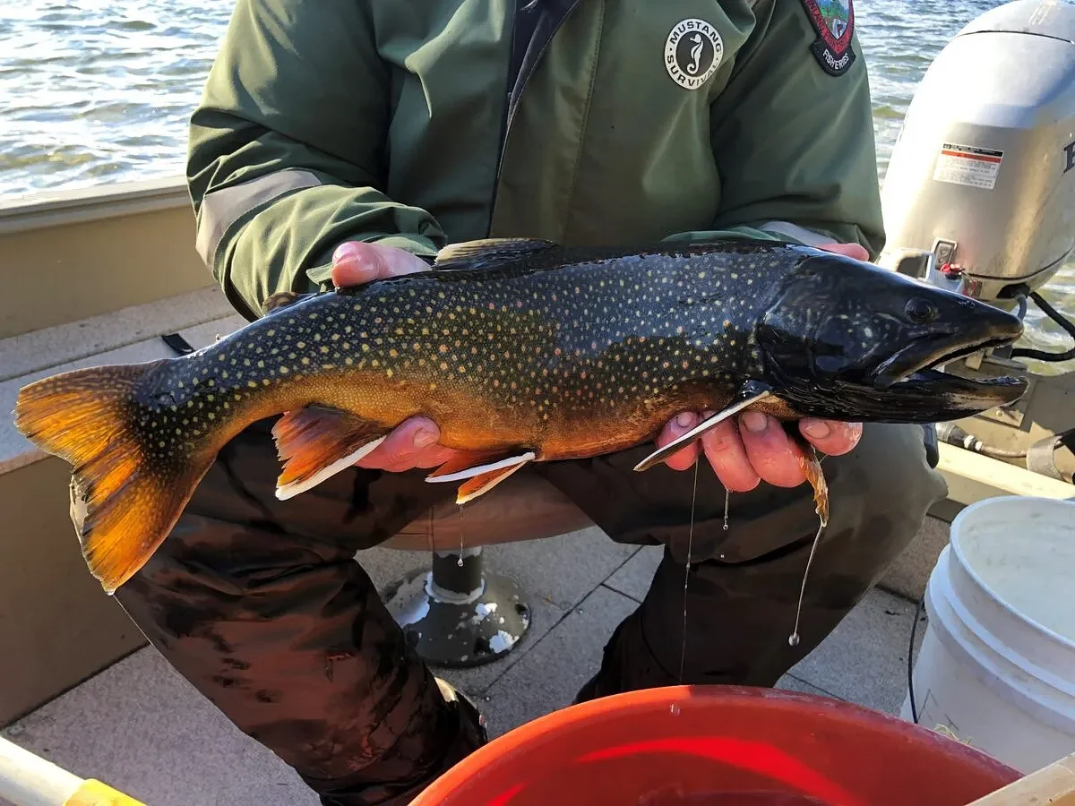 How to tell the difference between splake and brook trout  