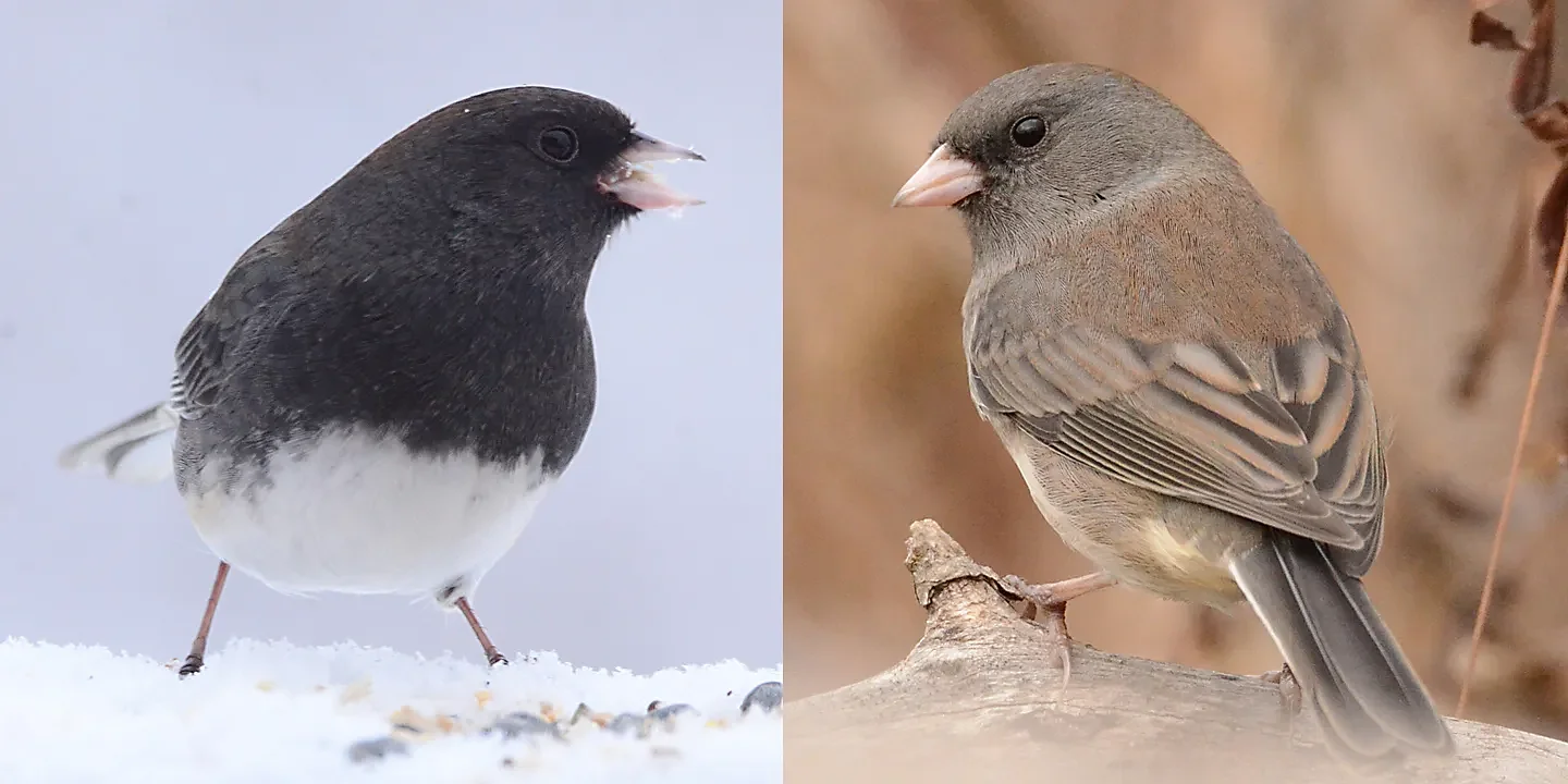 Speaking of Nature: Meet the dark-eyed junco: A common yet overlooked backyard bird