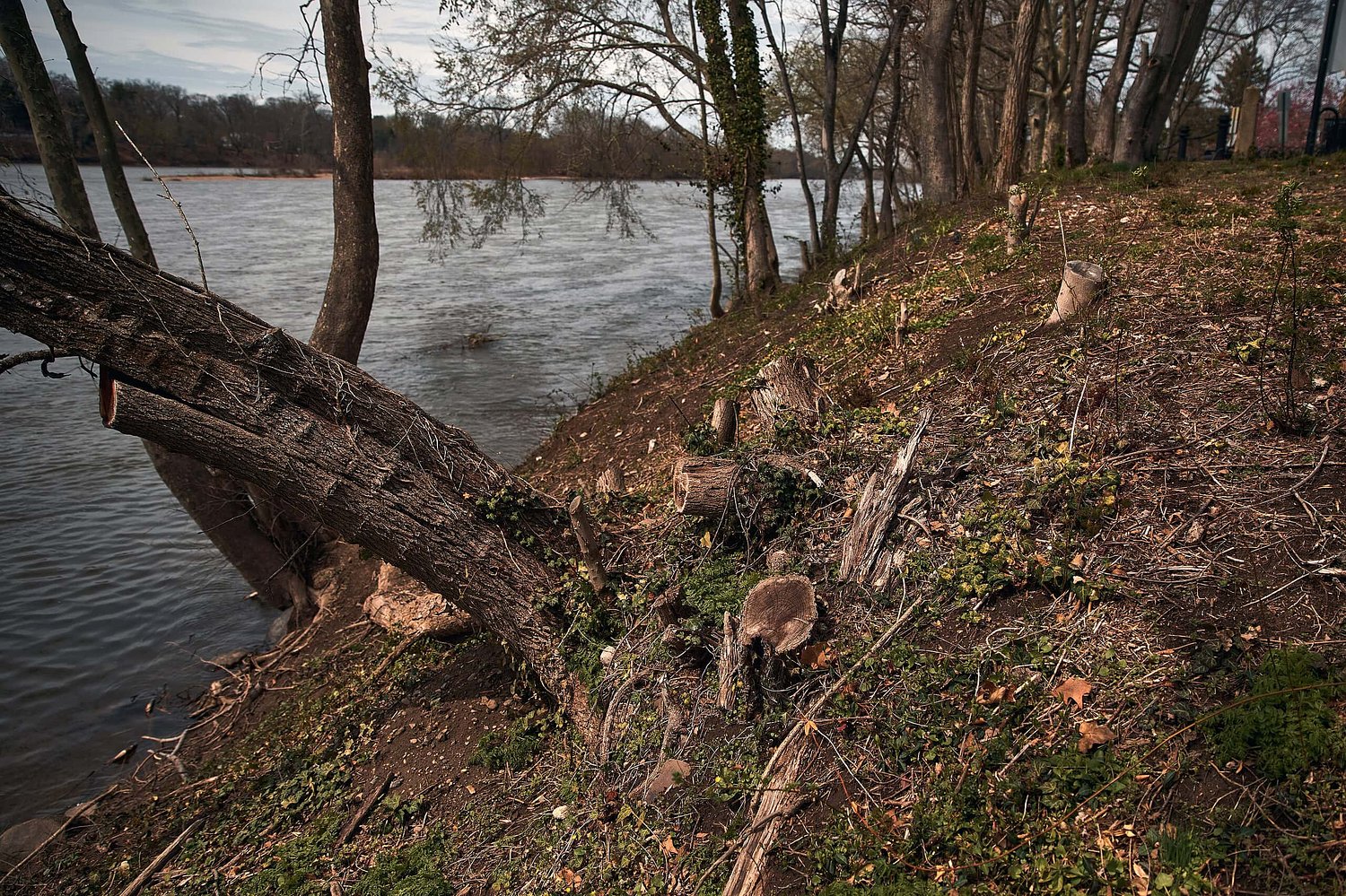 City of Trenton ordered to fix damage done by Delaware River clear-cutting