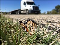 Texas built big butterfly nets along highways. They're actually working.