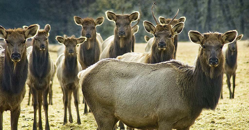 Now it's mountain bikers and recreationists impacting elk populations