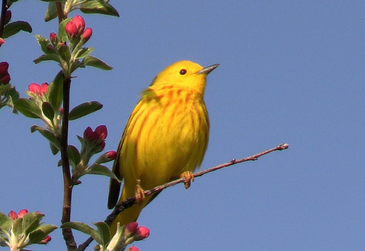 Spring birding events are happening across Maine. Here’s where to go.  