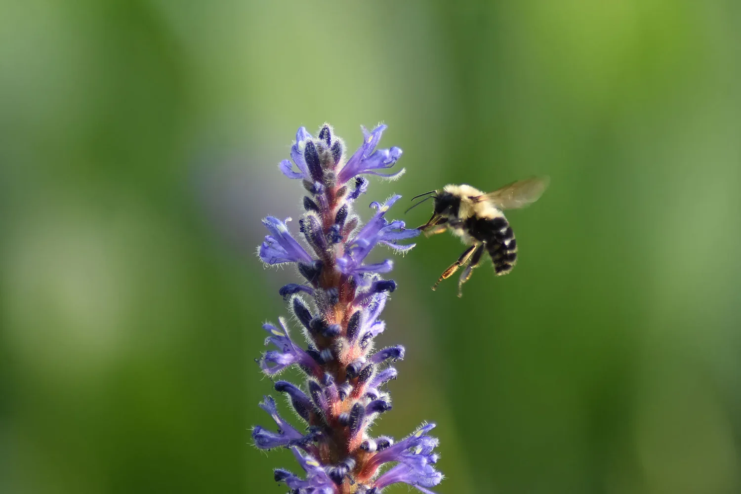 Insect-minded bills draw research, farmer expertise to NH Senate hearings