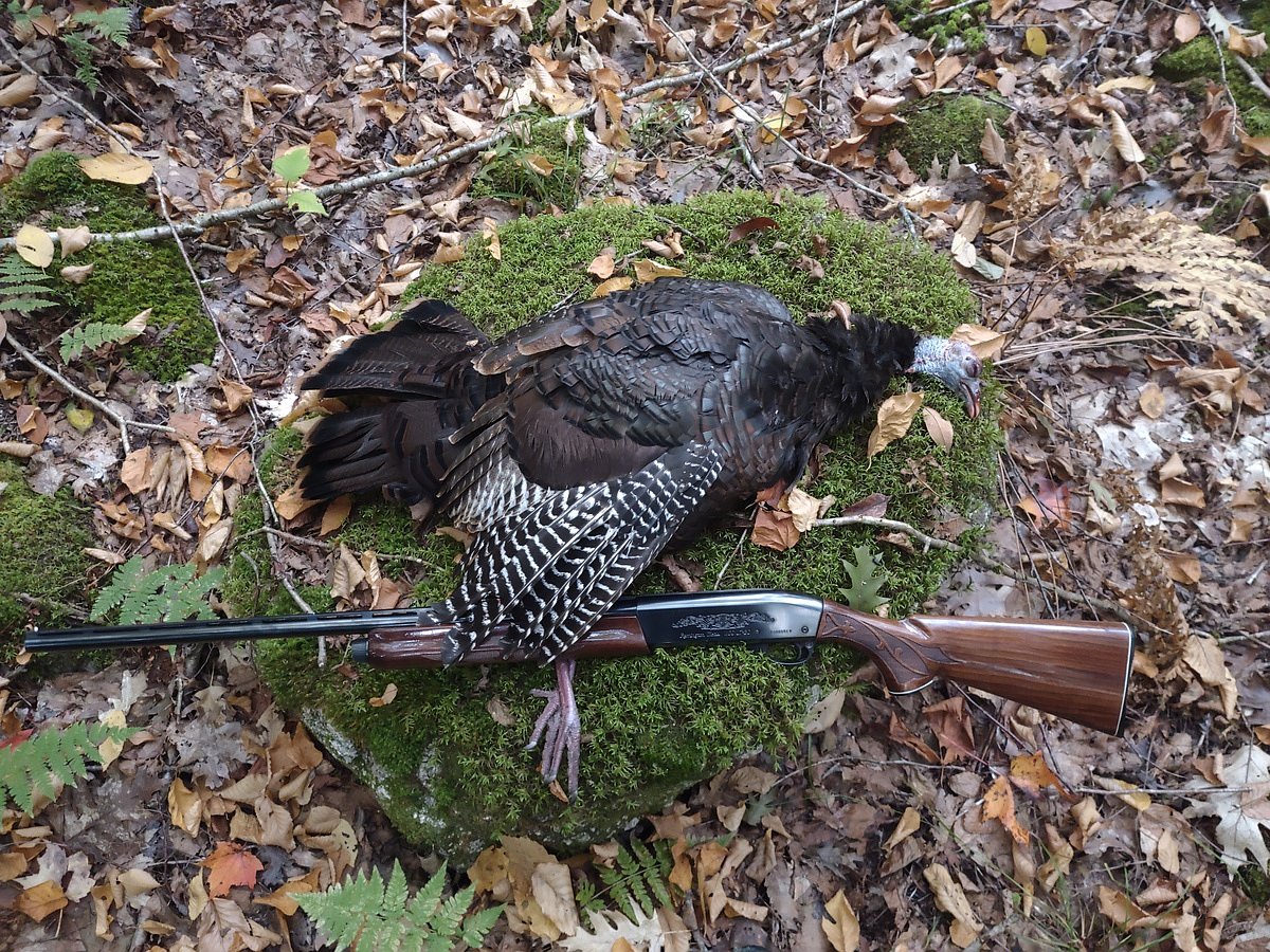 Wild turkey doesn’t have to be dry. Here’s what actually makes it taste good