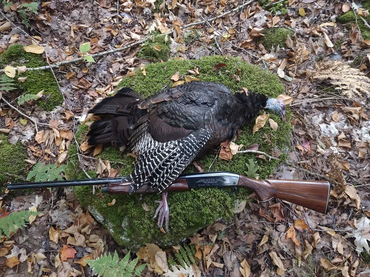 Wild turkey doesn’t have to be dry. Here’s what actually makes it taste good