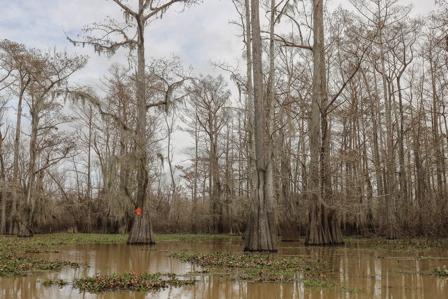 Under new EPA rule, protections would dry up for wetlands across the Mississippi River basin