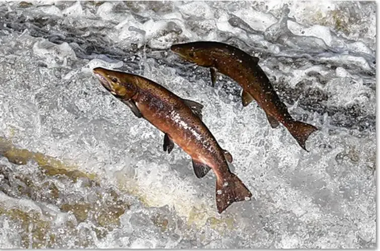 Pituitary key to salmon migration, researchers find
