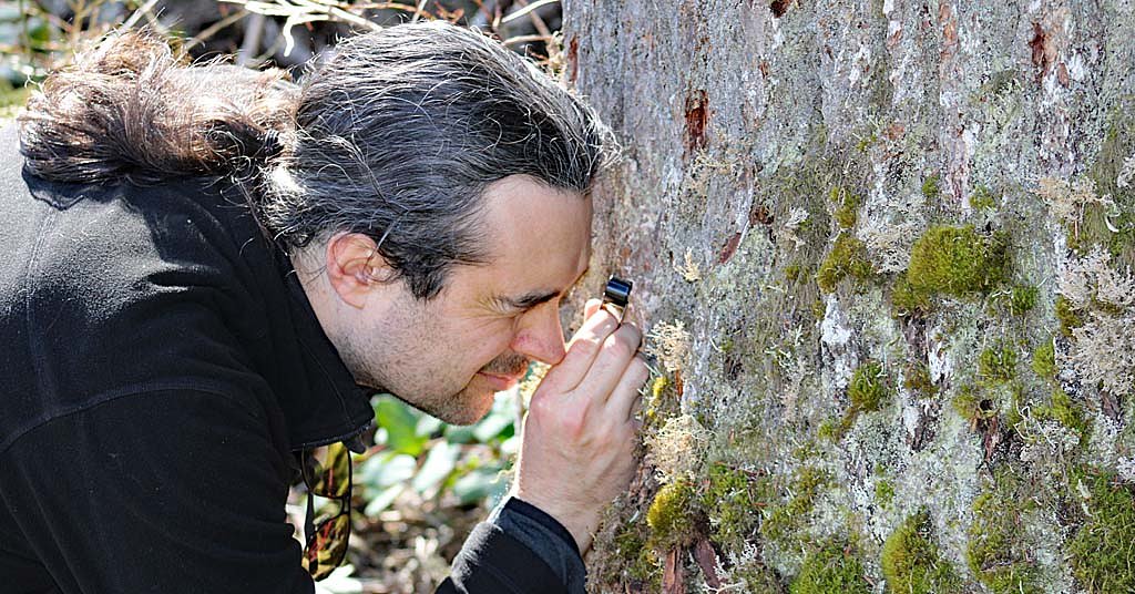 Pac NW lichens are going missing. Scientists want to know why