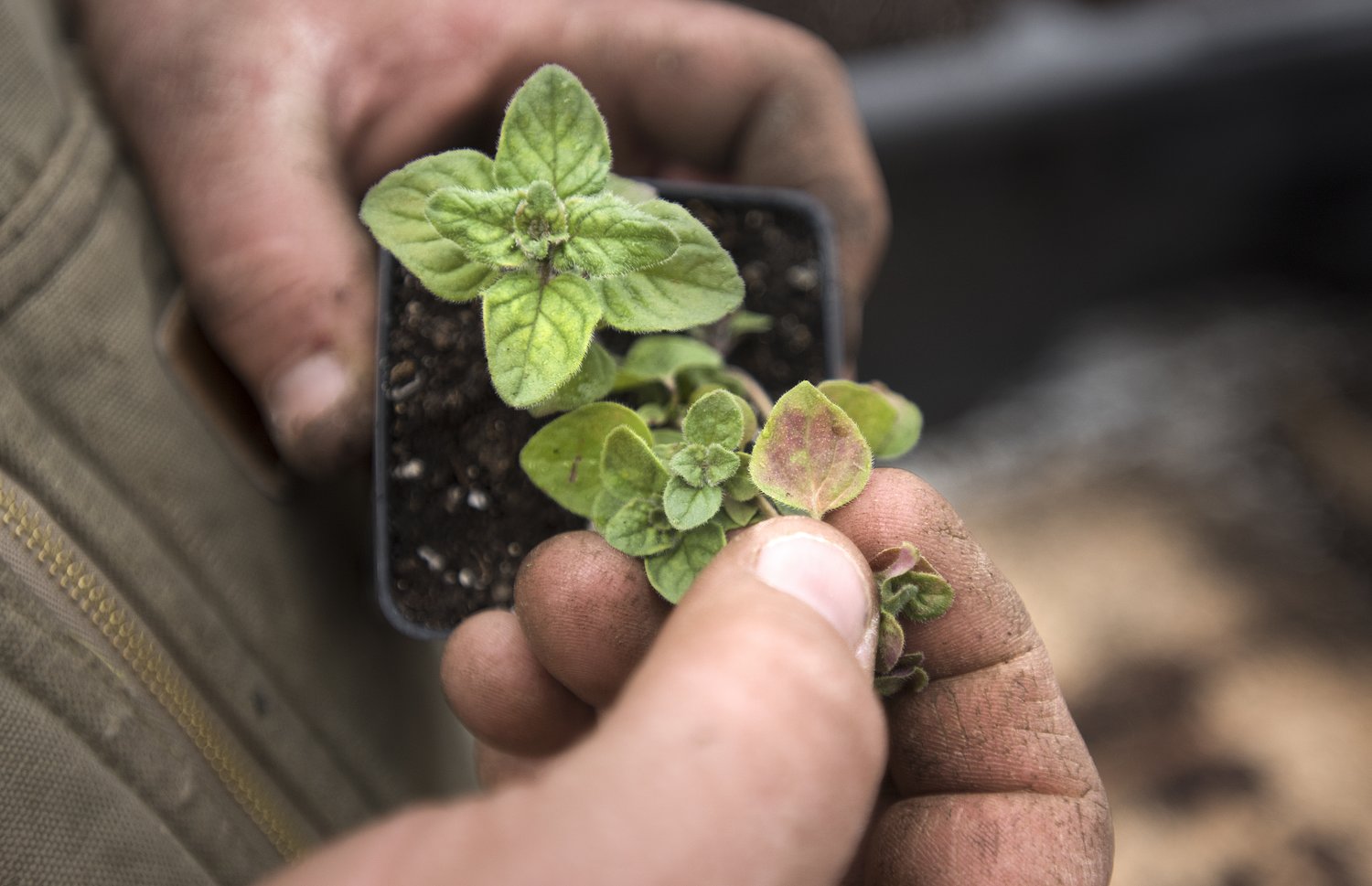 Here’s what you can plant before the last frost