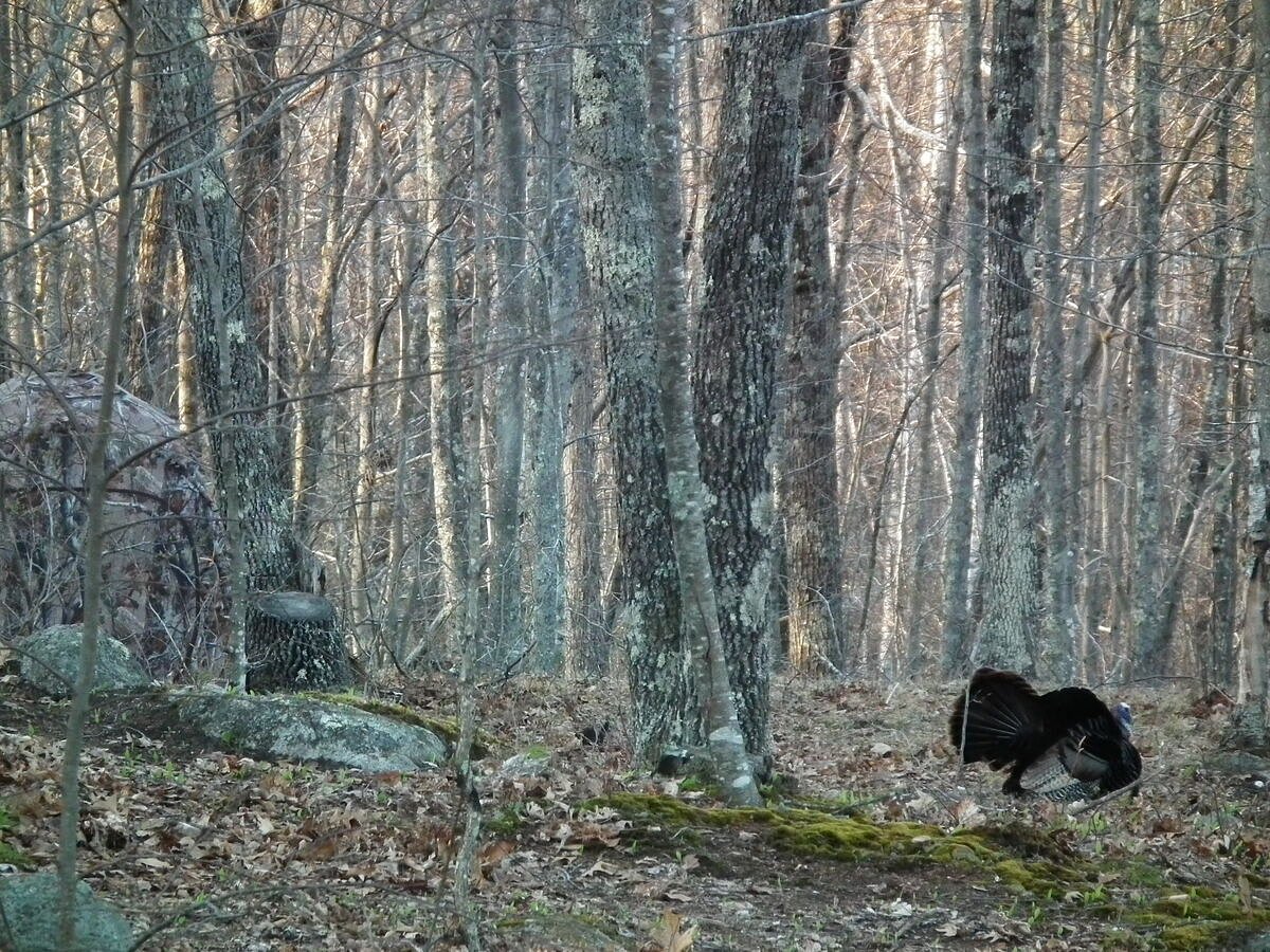 I’ve hunted turkeys for years. These 5 things still make the biggest difference.