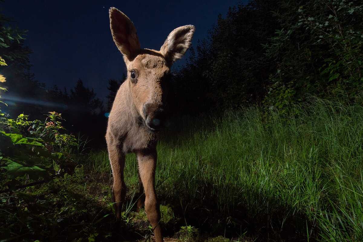 How I find moose calves in the Maine woods every spring