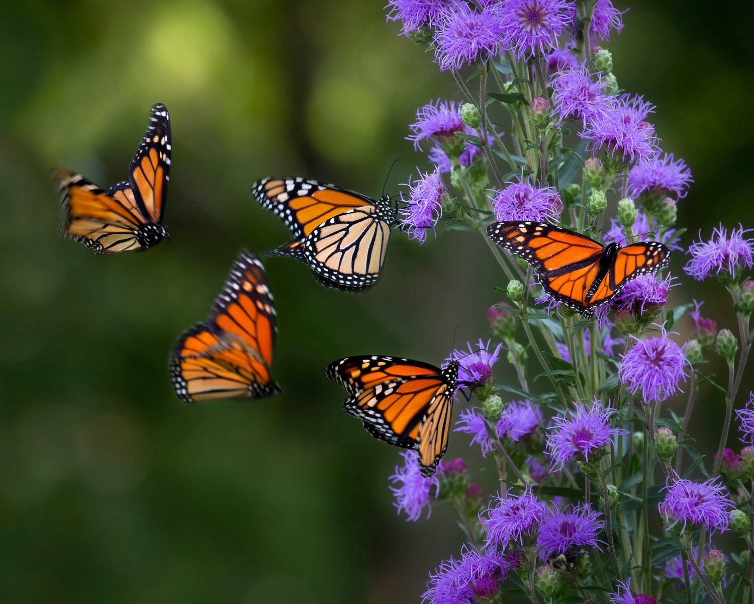 Attracting and maintaining pollinators in the garden