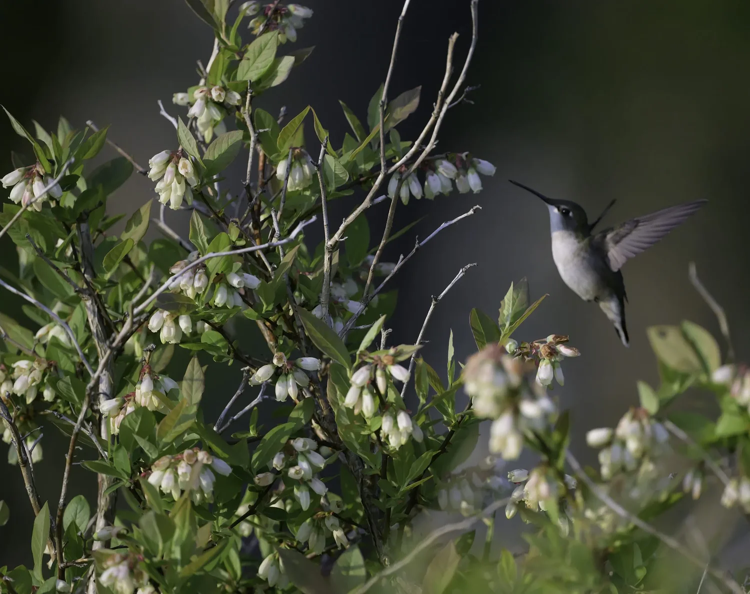Sweet release: Sap season brings joy to humans and wildlife alike