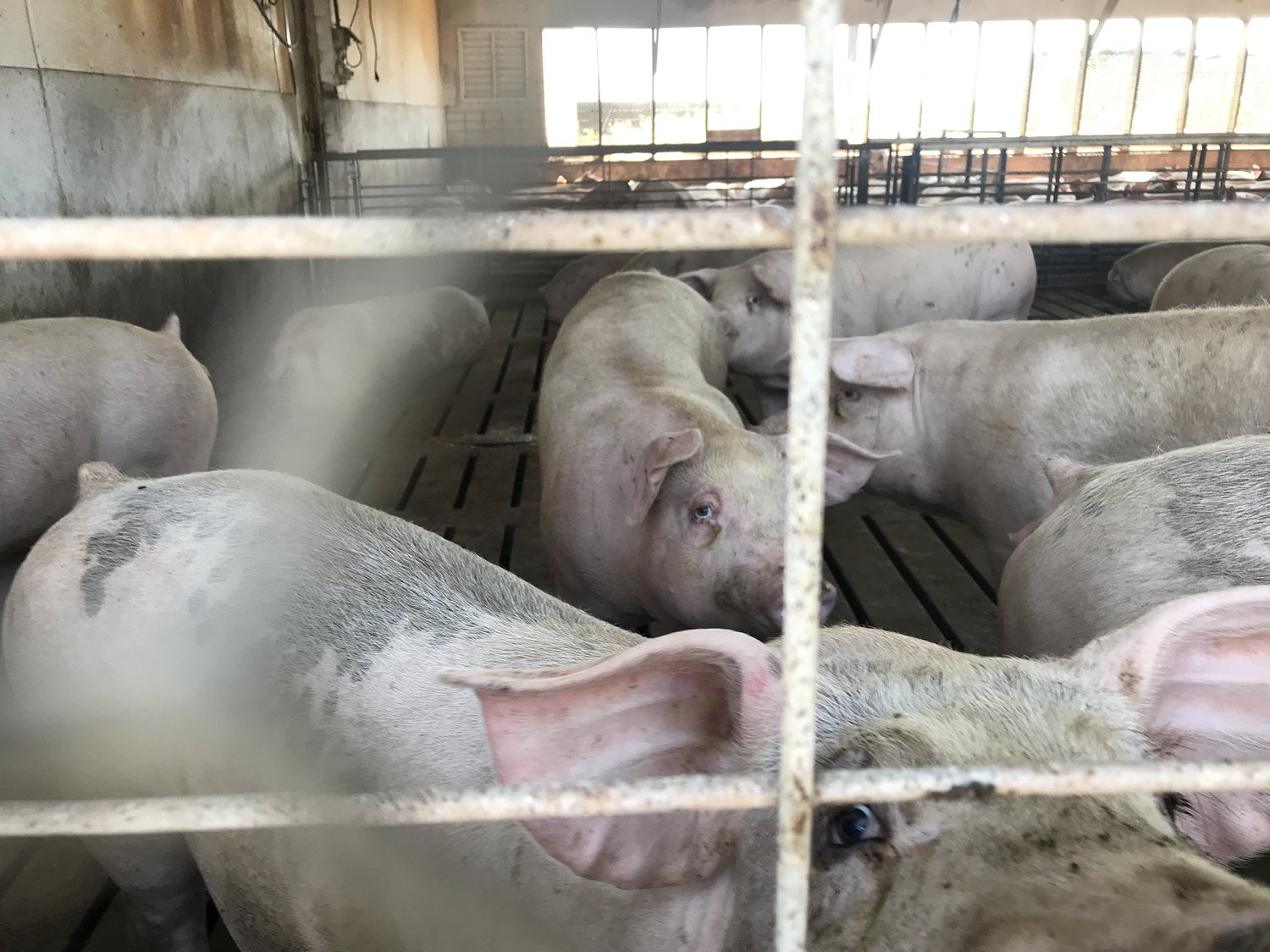 The FDA says it's winning the battle to cut farm antibiotics. The data tells a different story