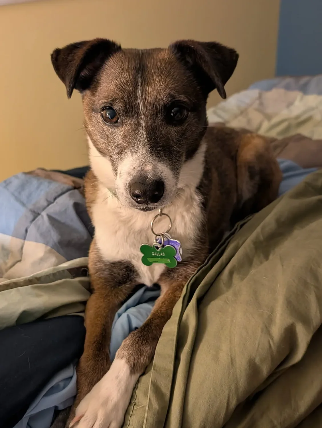 Police: Dog jumps from moving car on I-91 in Hartford, remains missing