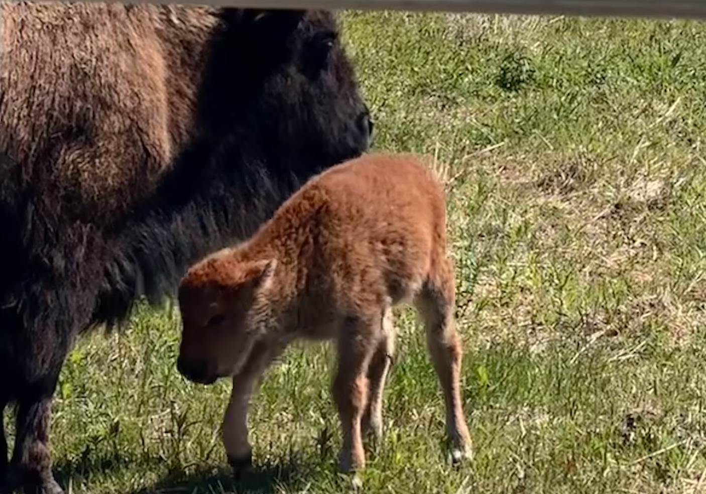 Baby bison born at Kane County forest preserve; 1st bison Mother’s Day in more than 200 years